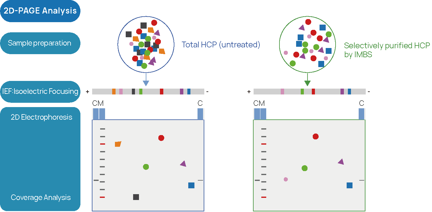 Figure 2 IMBS-2D and IMBS-LC/MS HCP-antibody Coverage Analysis