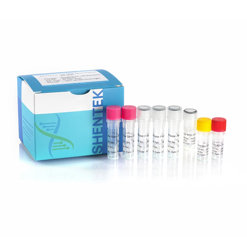 rna polymerase in e coli