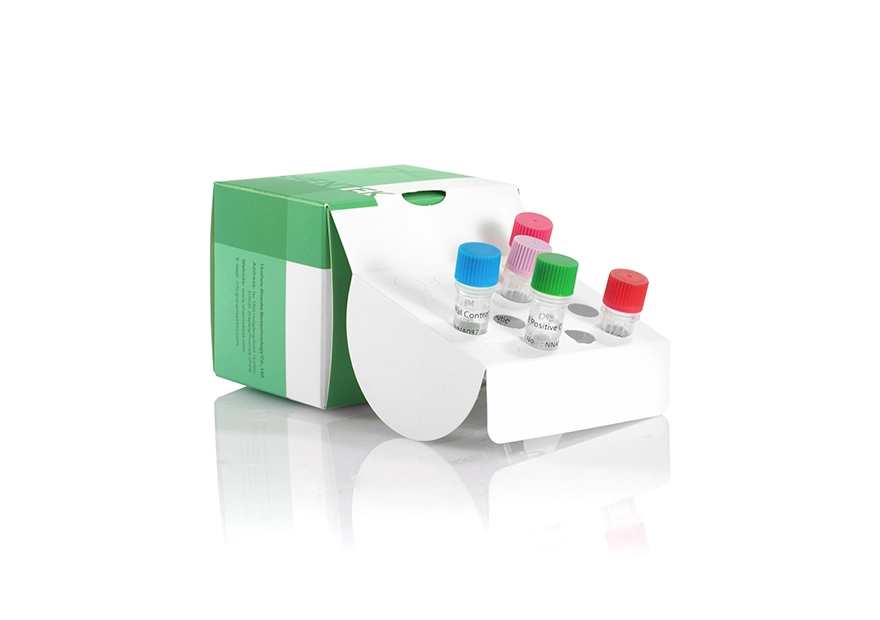 Mycobacteria DNA Detection Kit